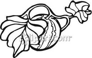 300x188 And White Watermelon On Vine