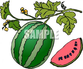 350x290 Watermelon Plant Clipart Black And White