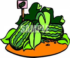 300x249 Picture Watermelons Growing In A Field