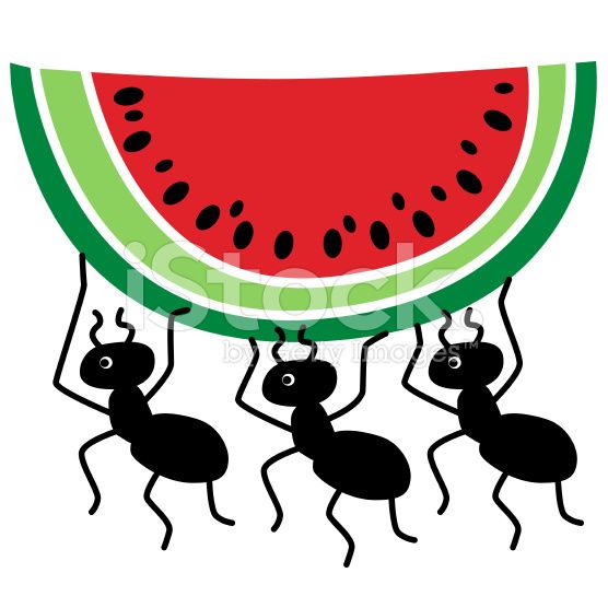 556x556 48 Best Girly Picnic Party Images Watermelon