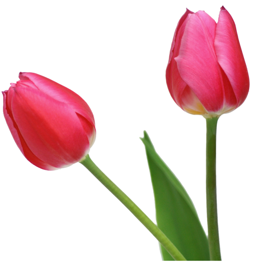 830x863 Top 57 Tulip Clip Art