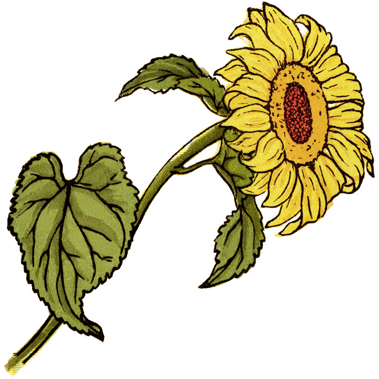 743x743 Sunflower Clip Art Free Clipart Images 2 Clipartbold 4