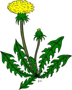 240x300 Dandelion Weed Clip Art