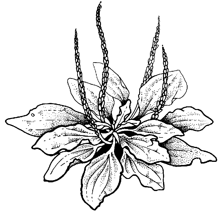 915x879 Weed Joint Clipart