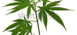 272x125 Marijuana Leaf Clip Art
