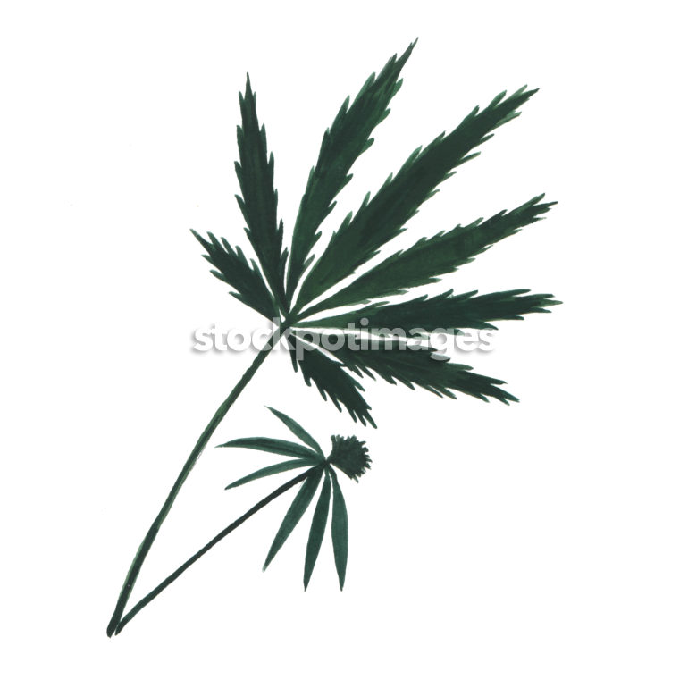 770x770 The Art Of Cannabis