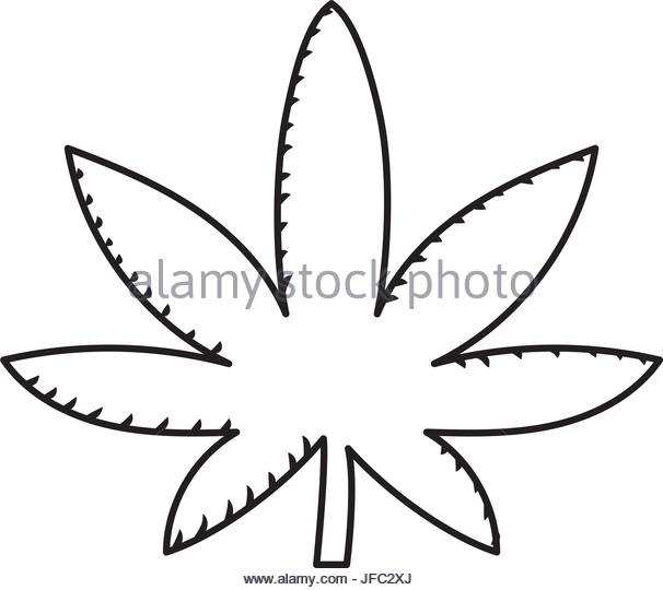 606x540 Cannabis Plant Illustration Stock Photos Amp Cannabis Plant