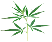 180x148 Cannabis Weed Marijuana Leaf Png