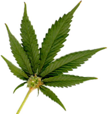 378x400 Marijuana Leaf Small Png