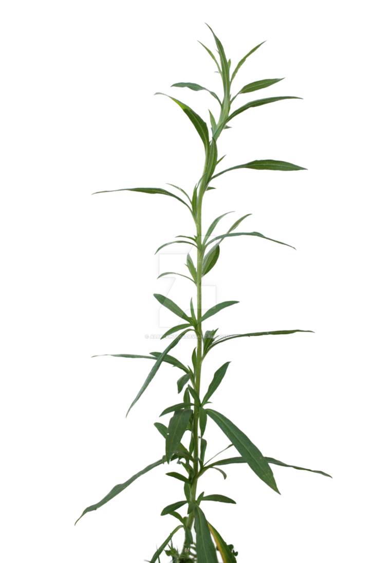 730x1095 Png Weed Cut Out