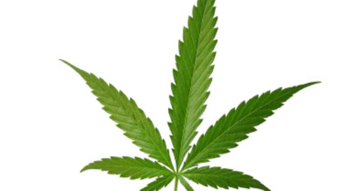 1200x630 420 Day What's The 411 On Medical Marijuana