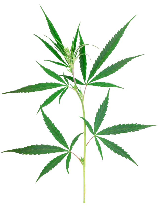 650x846 Weed Leaf Png