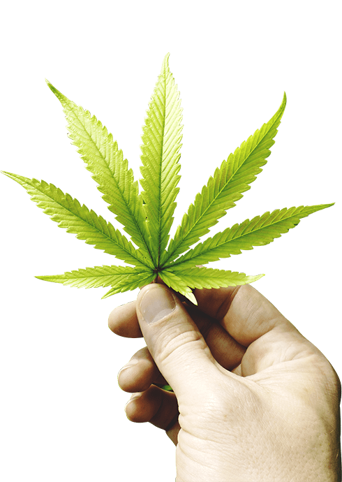 490x690 Buy Weed Online