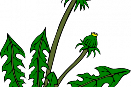 450x300 Yard Weeds Clip Art