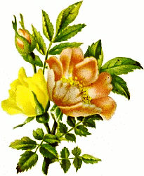 205x250 A Bouquet Of Flowers Clip Art Related Keywords Amp Suggestions, Long