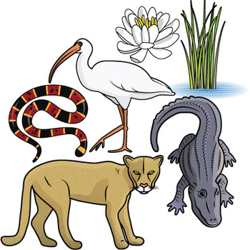 350x350 Florida Everglades Wetland Clip Art By Studio Devanna Tpt