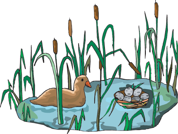 570x429 Pond Clipart Wetland