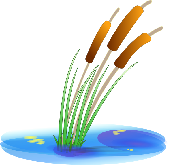 600x573 Reed Clip Art