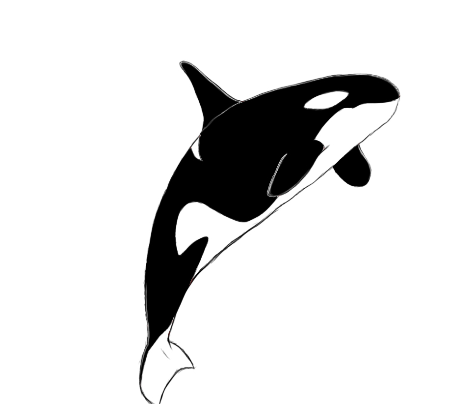 970x822 Orca Whale Clip Art