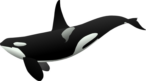 600x335 Orca Vector Free Vector Download (7 Free Vector) For Commercial