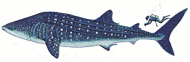 639x211 Whale Shark Clipart