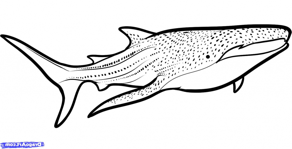 1024x524 Whale Shark Clipart Black And White