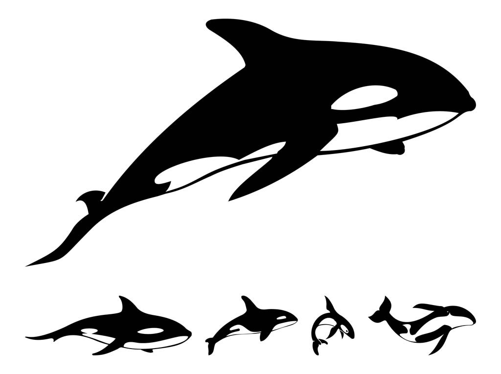 1024x765 Killer Whale Silhouettes Vector Art Amp Graphics