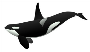 350x202 Free Whales Clipart Free Clipart Graphics Images And Photos