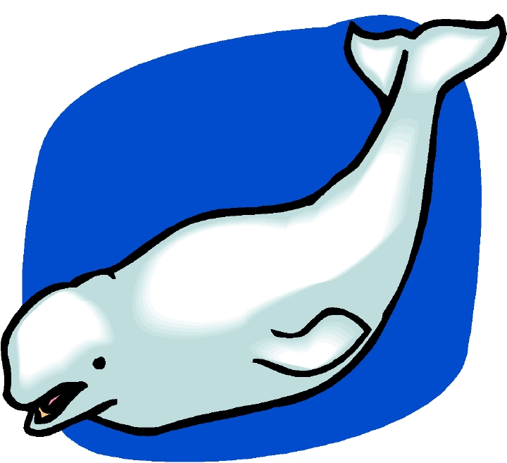 720x657 Killer Whale Clipart Beluga Whale