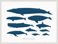 236x177 Whale Silhouette Pictures Of Whales Silhouettes