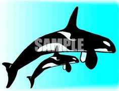 236x180 Wild Orca Calf