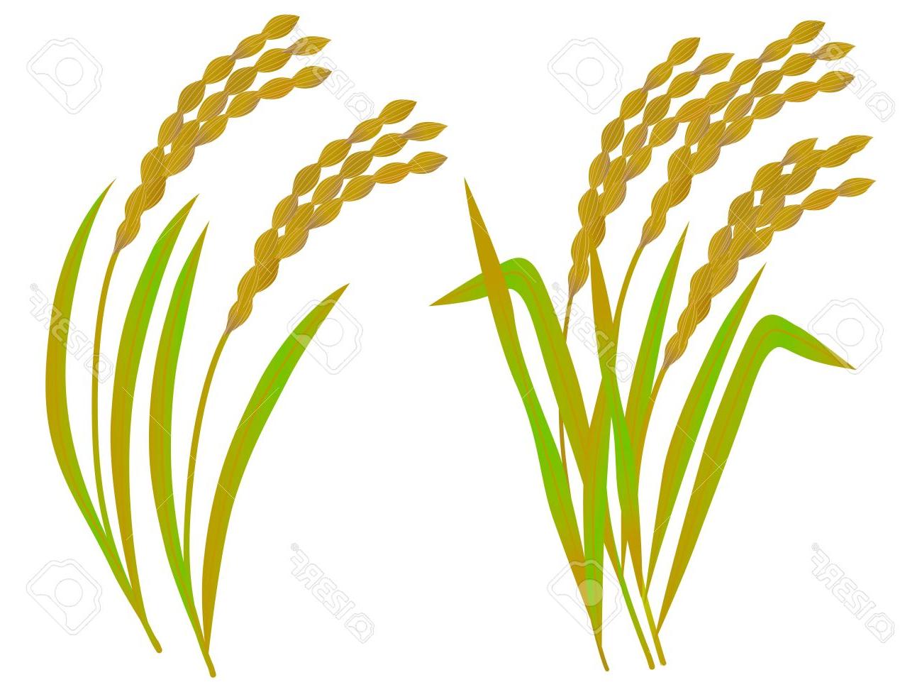 1300x975 Best Hd Grains Clipart Wheat Harvest Images