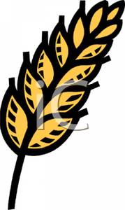 179x300 Grain Of Wheat Clip Art Image