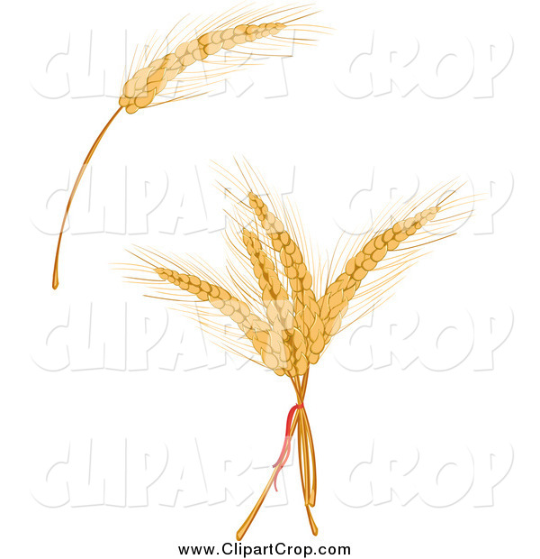 600x620 Grains Of Wheat Clipart