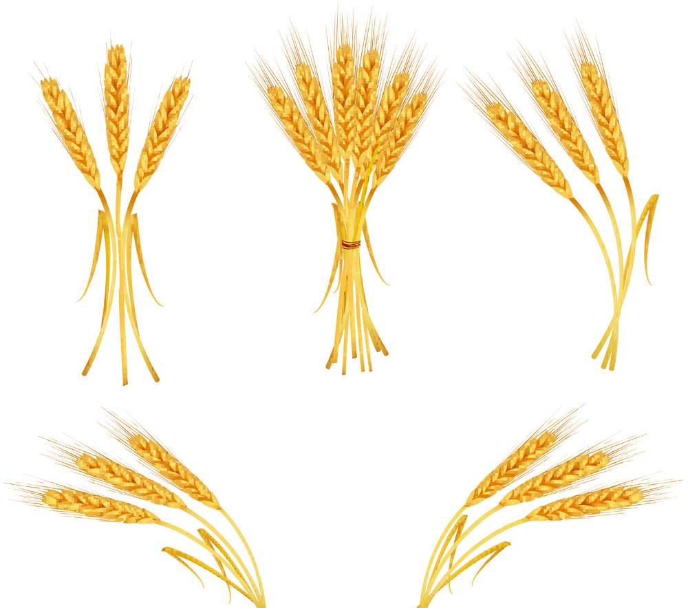 1000x884 Unique Wheat Clip Art Free Clipart Photos