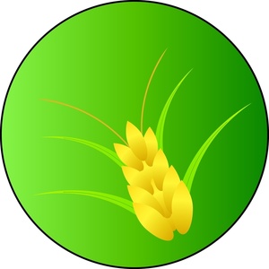 300x300 Wheat Clipart Image