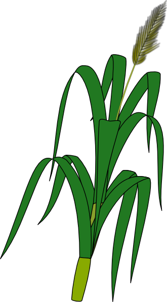 330x597 Wheat Plant Food Clip Art Free Vector 4vector