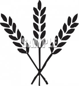 277x300 And White Wheat Stalks Clipart Image