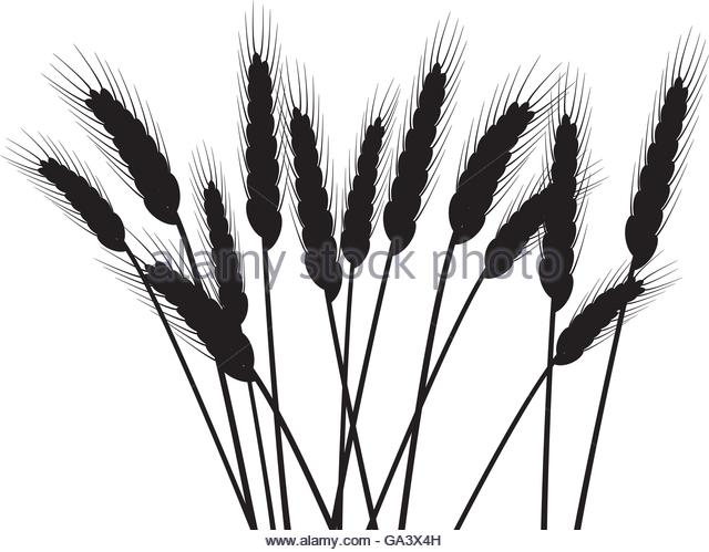 640x499 Wheat Stock Vector Images