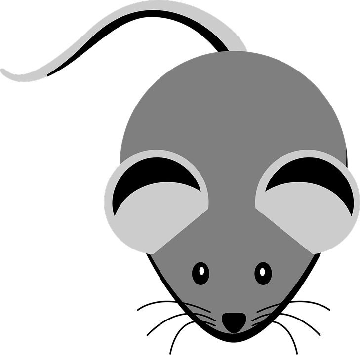729x720 Whiskers Clipart Little Mouse