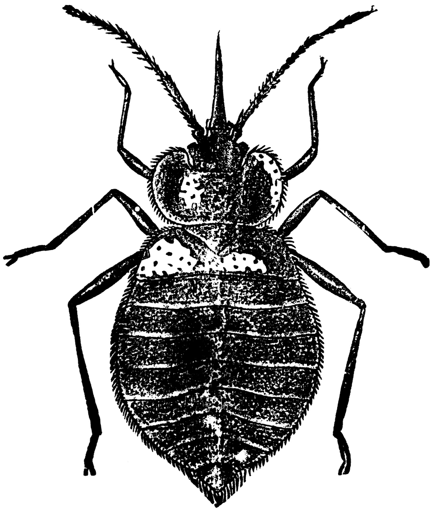 870x1024 Bugs Clipart Bed Bug