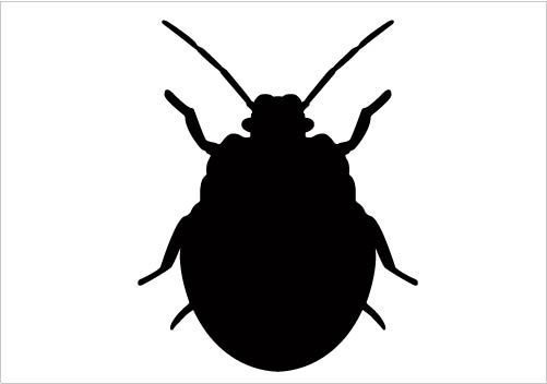 501x352 Insect Clipart Small Ant