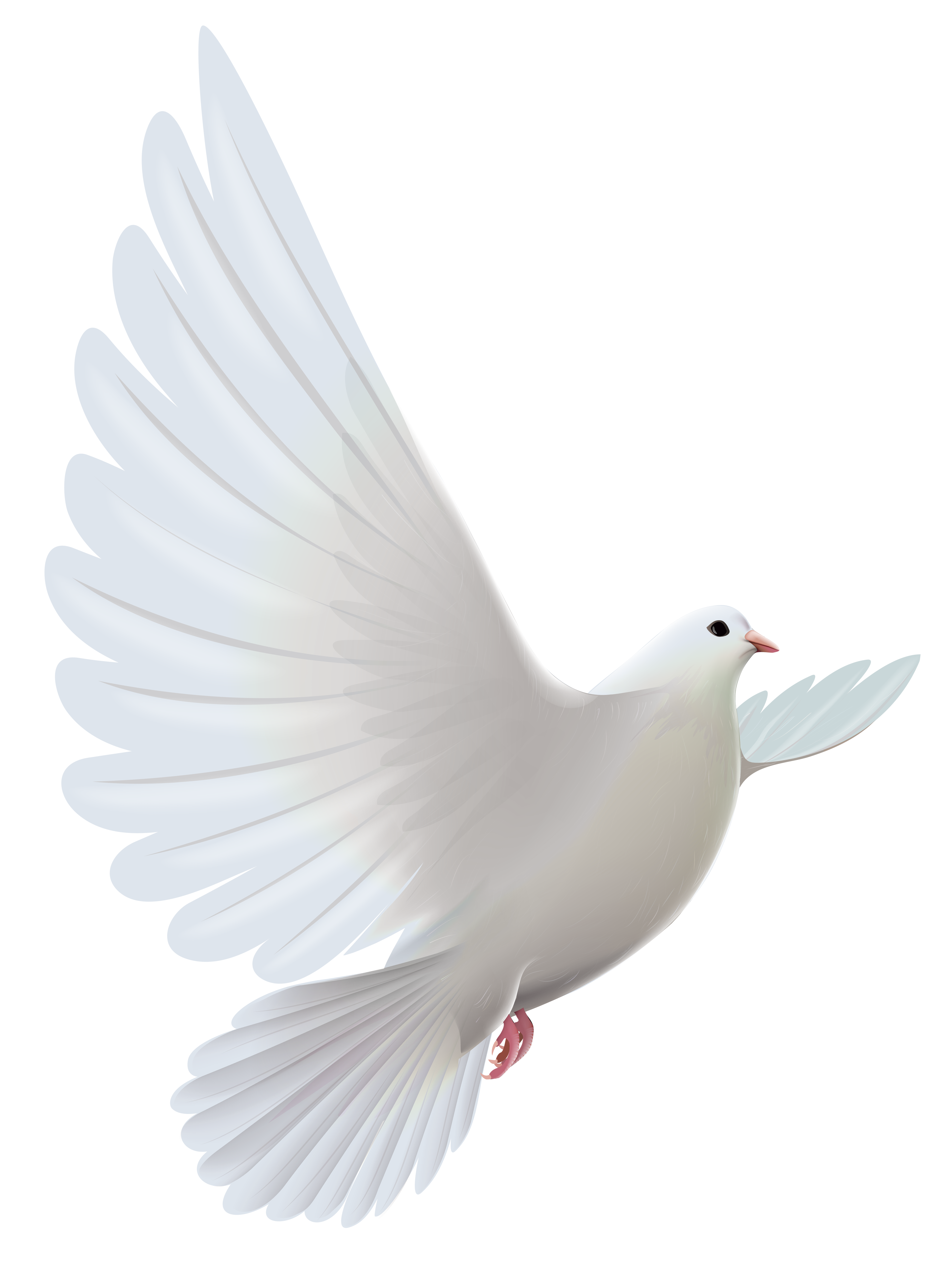 3904x5175 White Dove Transparent Png Clipartu200b Gallery Yopriceville