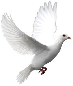 236x278 White Dove Clipart Lovely Bird