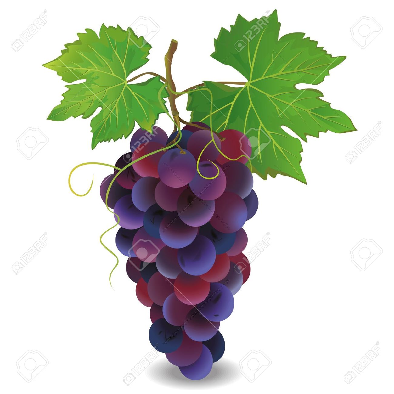 1300x1300 Blue Grapes Clipart, Explore Pictures