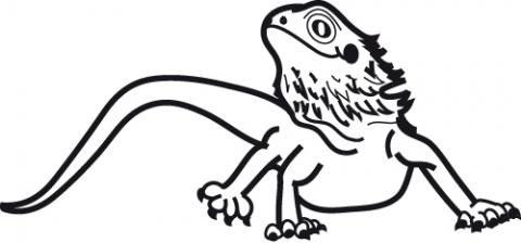 480x224 Lizard Clipart Bearded Dragon