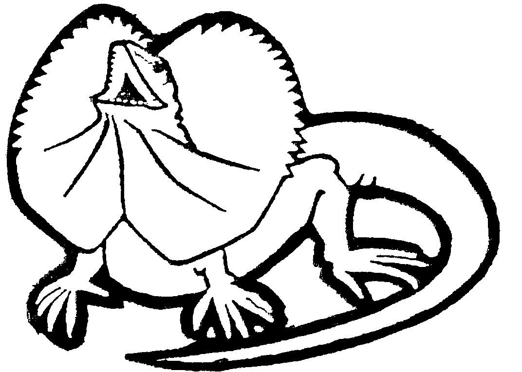 1072x765 Lizard Clipart Coloring Page