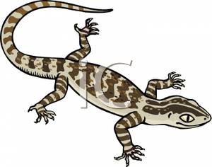 300x236 Brown And White Lizard