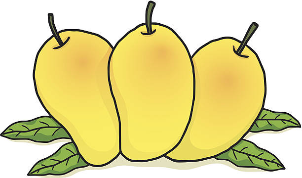 612x360 Mango Clipart Ripe Mango