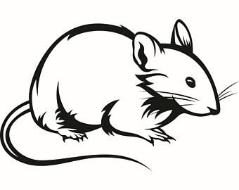 340x270 Rat Clipart Whisker